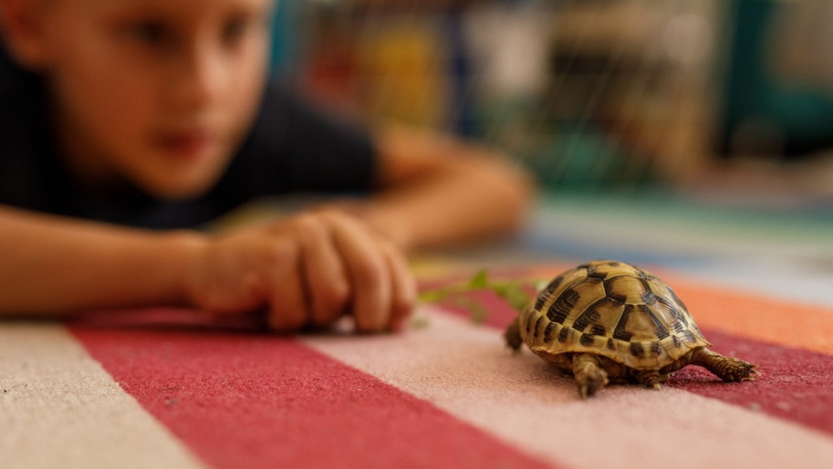 Boy with tiny turtle