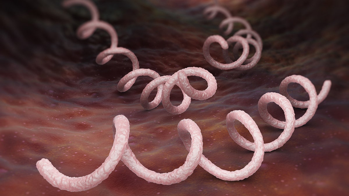 Illustration of syphilis bacterium