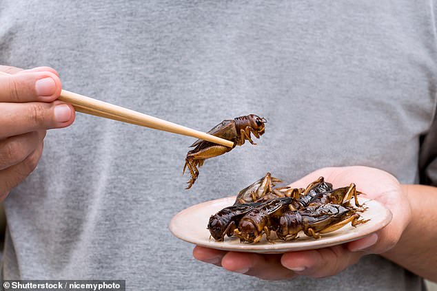 Research has revealed that eating grasshoppers (Ruspolia nitidula) can improve your sex drive (stock image)