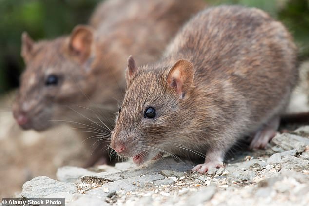 When rat populations get out of control, they can cause significant property damage and serious public health concerns