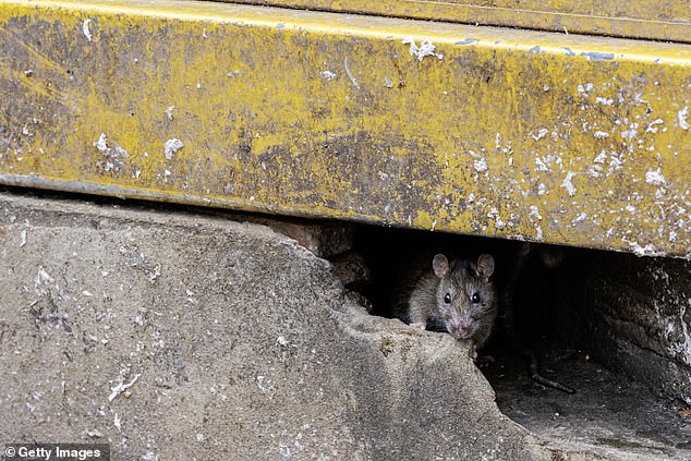 Rats thrive in urban areas where there is plenty of garbage for them to feed on