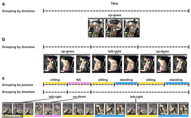 This image illustrates the different movements in the Nomascus dances, from up-down movements and by left-right movements nesting in alternating sitting and standing postures