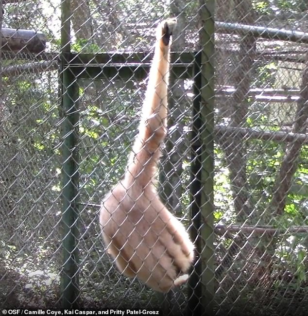 The scientists observed four species doing the dance - northern buffed-cheeked gibbon, northern white-cheeked gibbon, southern white-cheeked gibbon and yellow-cheeked gibbon