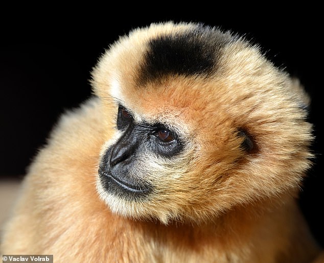 Pictured, a female white cheeked gibbon (Nomascus leucogenys). This species is found mainly in Laos, Vietnam, and southern China (file photo)