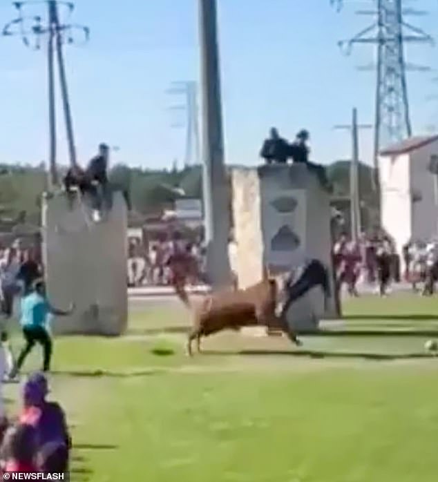 The bull impaled the man's torso and tossed him in the air after he tried to sneak around a pillar and play with it