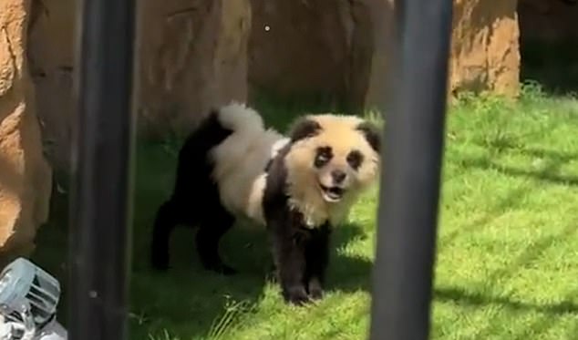 A video shared on YouTube shows the puppies with black ears, limbs, and ears and with dark circles around their eyes