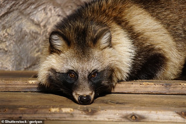 A raccoon dog, which was sold live at the market and is now thought to be one of the main culprits in spreading the virus to humans