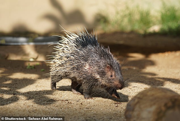 Malayan porcupines were also identified as one of the animals that caused the spread to humans