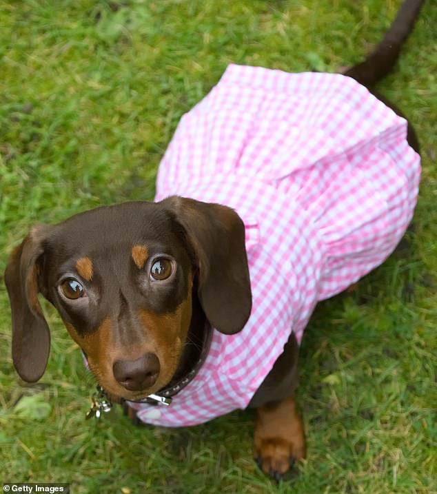 But just when you thought it couldn't get more bonkers, along came the gender-fluid dachshund in a dress