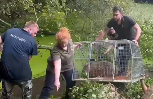 Cinnamon is brought back to Hoo Zoo by keepers on Friday in a cage