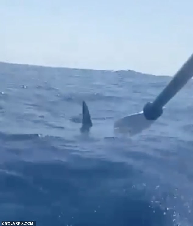 Footage shows the shark's fin as he circled the kayaker