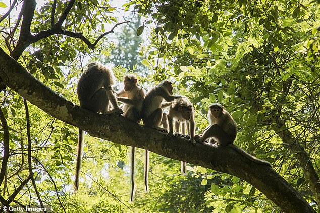 The girls parents claim that the man took off the girl's clothes and tried to rape her, but he was interrupted by several monkeys who caused him to flee (file image of monkeys in India)