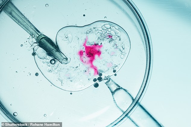 Those conceived through assisted reproductive technology such as in vitro fertilisation (IVF, pictured close-up) have a significantly higher chance of congenital heart issues