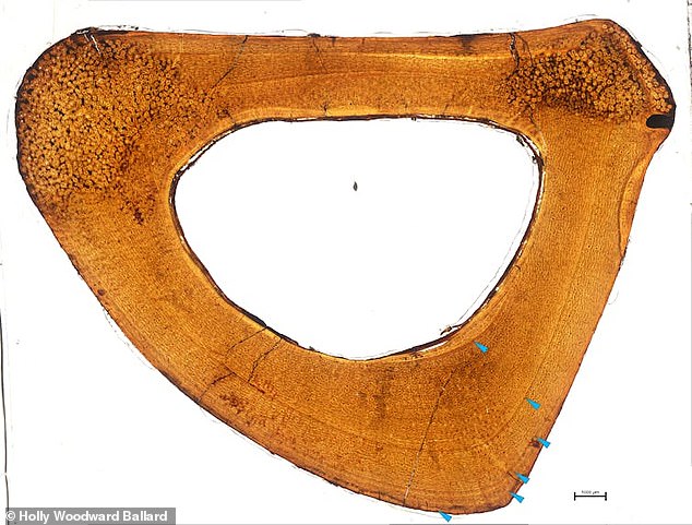 Help from Oklahoma State associate professor of anatomy Dr Holly Woodward-Ballard revealed that the spacing between the outer rings of the new specimen's bone slices (above) were too closely packed to be bone of a juvenile 'Anzu wyliei' - suggesting a new 'hell chicken'