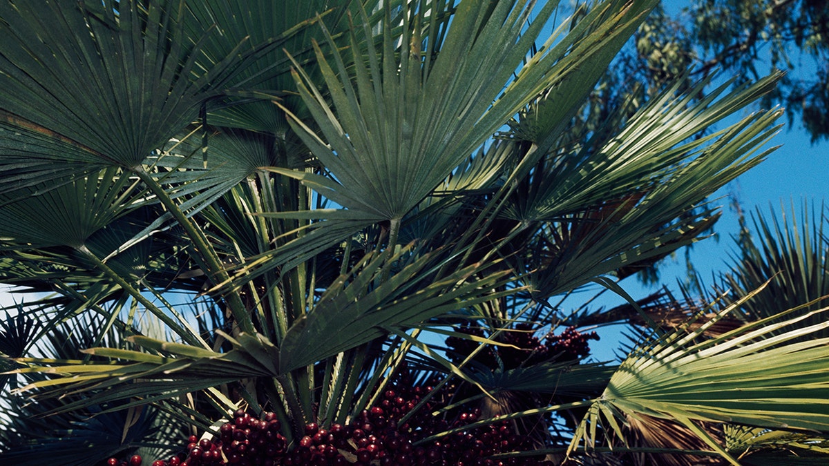 saw palmetto