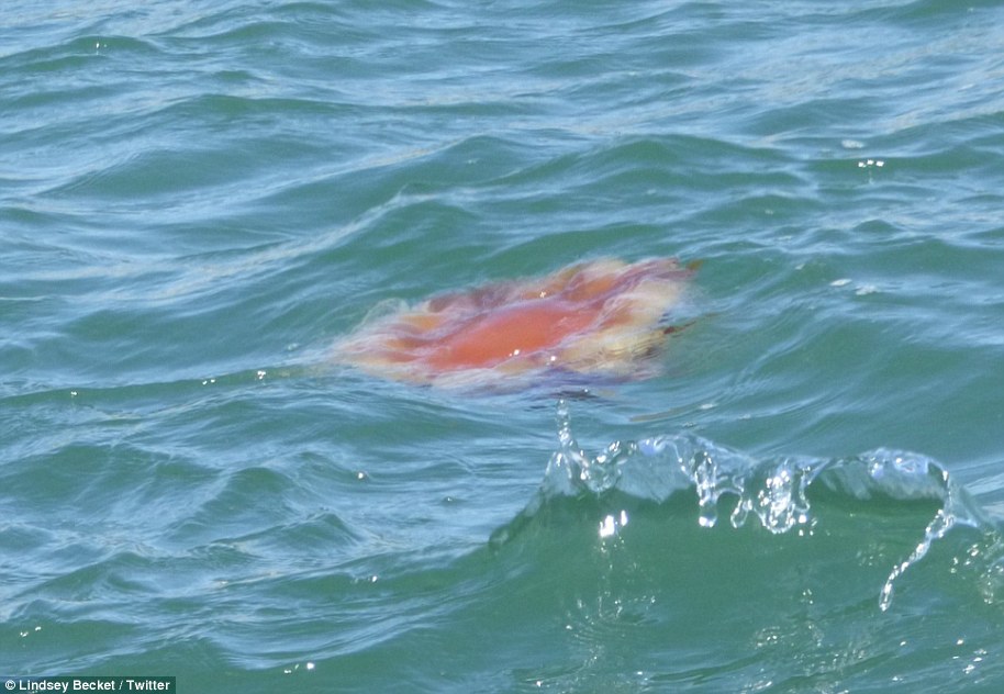 A lion's mane jellyfish spotted by Lindsey Becket at Kames Bay on the Isle of Cumbrae in Scotland