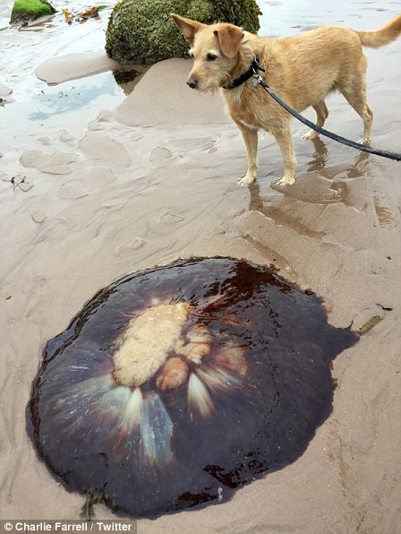 A lion's mane jellyfish spotted by Charlie Farrell in Anglesey, Wales