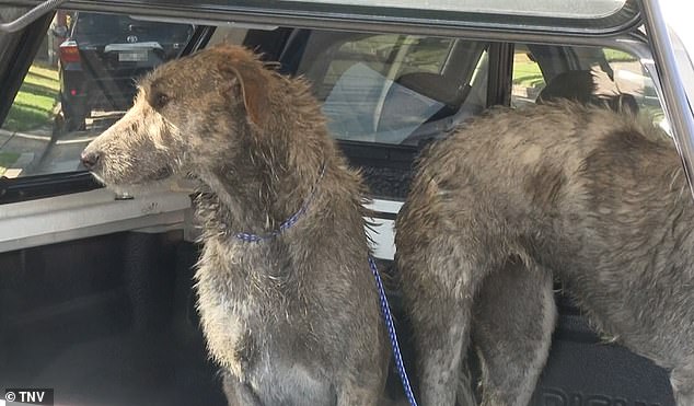 Two Irish wolfhounds (pictured) were seized by police and Georges River council rangers