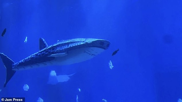 Xiaomeisha Ocean World said it had put the robot on display because live whale sharks are now prohibited from being traded