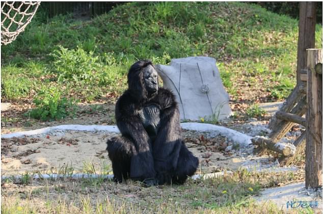 A zoo in China attracted criticism from families after they noticed two very human-like gorillas jumping around in the animals' enclosure