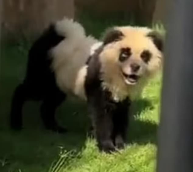 A Chinese zoo has sparked fury after it painted dogs black and white and presented them as pandas