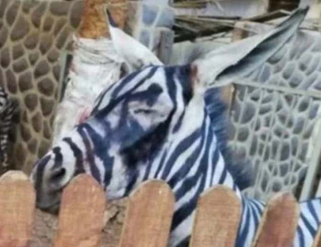 An Egyptian zoo was caught allegedly attempting to fool visitors by painting black and white stripes on a donkey to make it look like a zebra