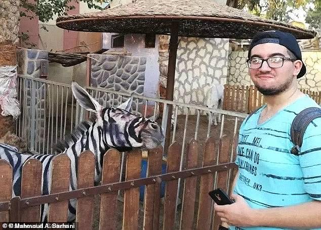 Student Mahmoud Sarhan pointed out that the zebras were in fact painted donkeys