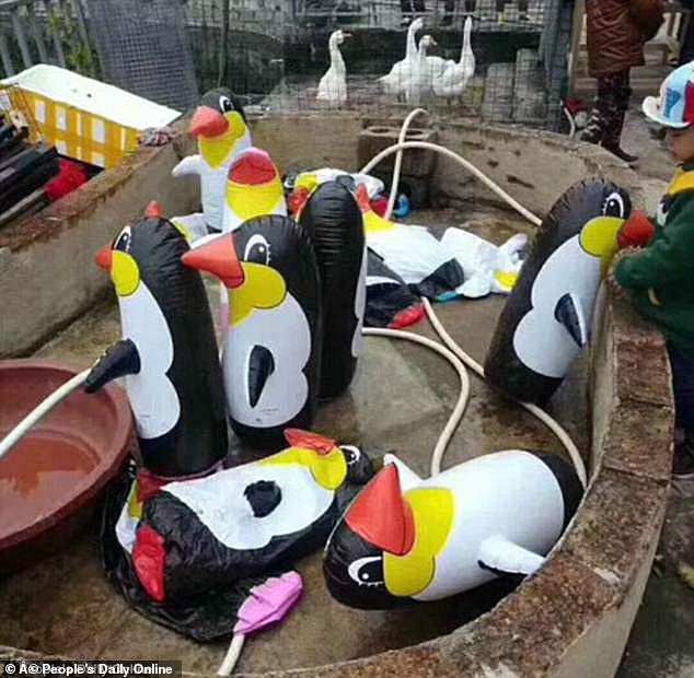 A Chinese zoo in southern China was forced to shut down after being slammed for putting up inflatable animal toys as real penguins