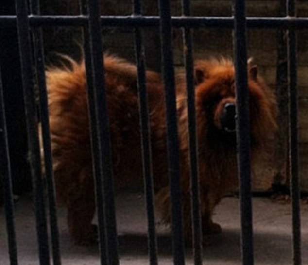 Visitors' fury after staff in China try to pass off Tibetan mastiff as a lion