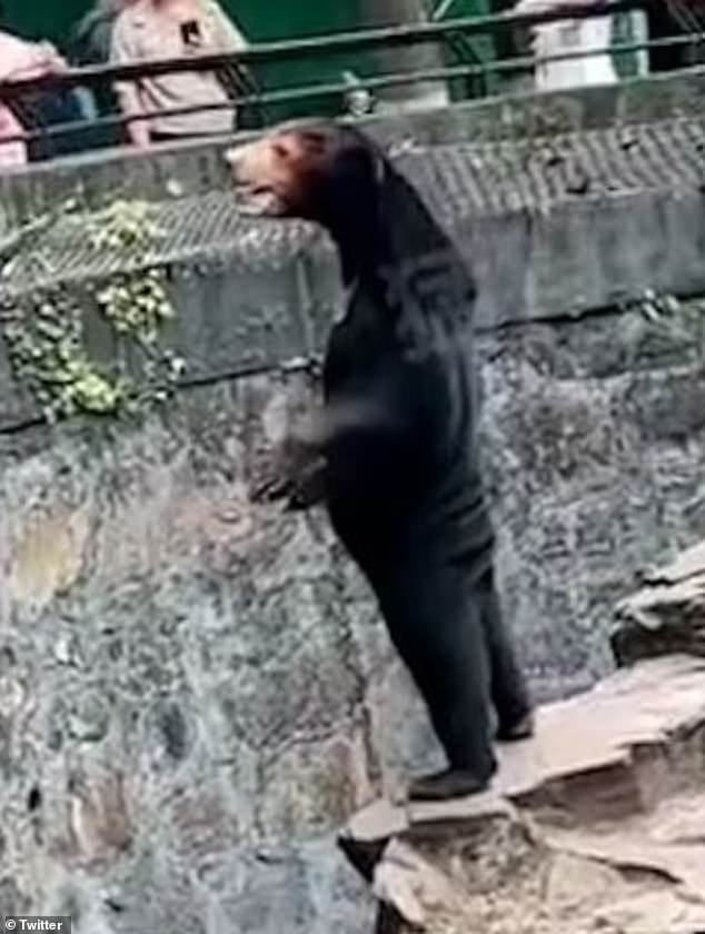 Speculation broke online after Angela the sun bear was seen standing, begging for food, with the camera angle offering an unflattering view of its loose bottom fur