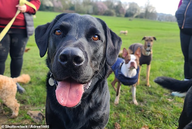 Some behaviors that made dogs appealing to our ancestors to become maladaptive, like guarding against strange people and animals