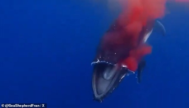 Underwater footage captured the disfigured whale. The boat sliced the top part of its mouth completely off