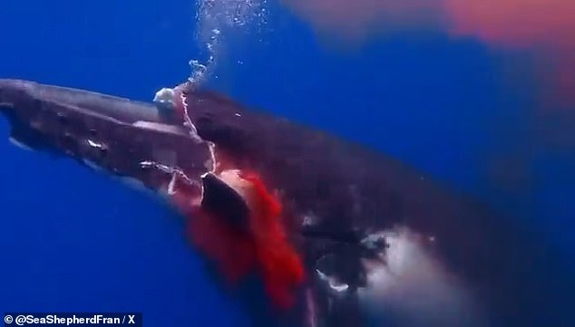 Blood was spewing from the wound as the whale was heard releasing cries of distress