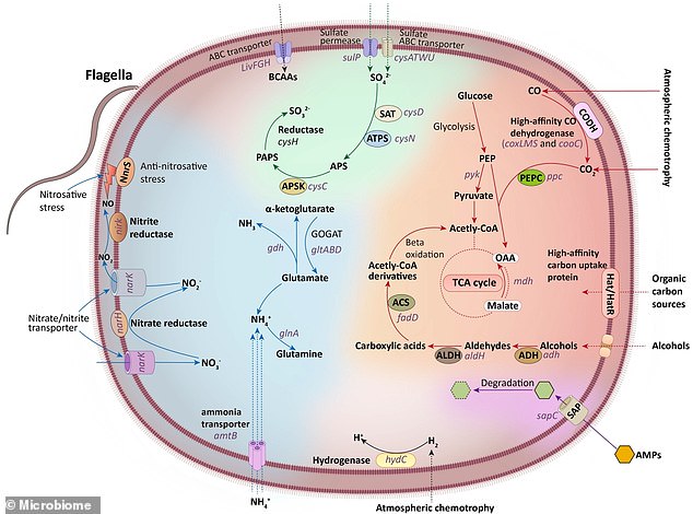 This figure summarizes the fundamental metabolic pathways of Eremiobacterota, including carbon, nitrogen, and sulfur metabolism, based on the functions encoded by its genes