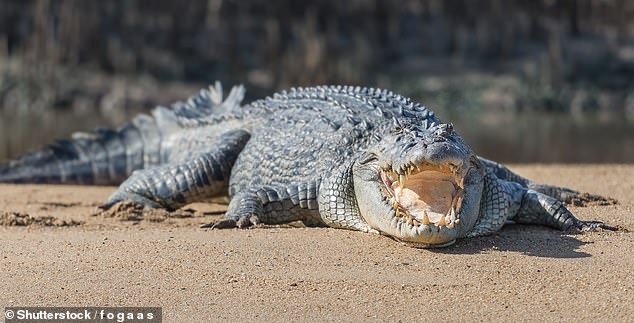 Denis was attacked by a large saltwater crocodile (file picture)