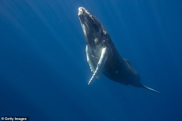 There are about 3,200 humpback whales living around the Islands of Tahiti, with around 80,000 worldwide