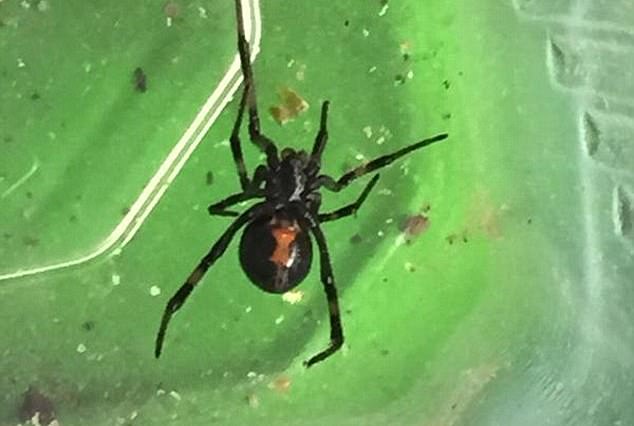 In 2022 and 2023, five Western Black Widows were found inside cars imported from America. The bite of these spiders can be extremely dangerous to humans. Pictured: a Western Black Widow found in Telford, Shropshire inside a package delivered from America