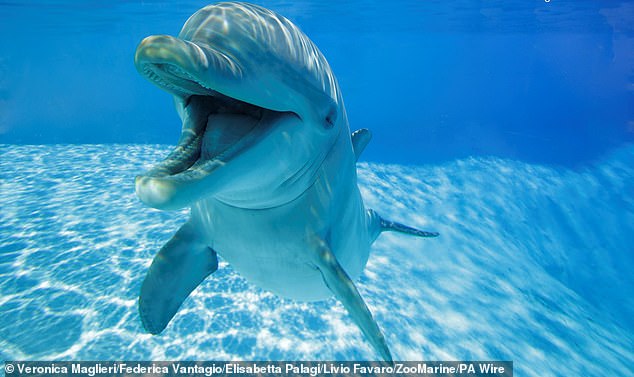 Dolphins rarely prey humans, with experts believing the mammal's bites were an attempt at communication (file photo)