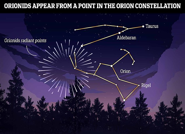 To find the Orionids look to the East after midnight and try to find the Orion constellation. The meteors will appear to emerge from the region around Orion's 'club' so keep your eyes on this region