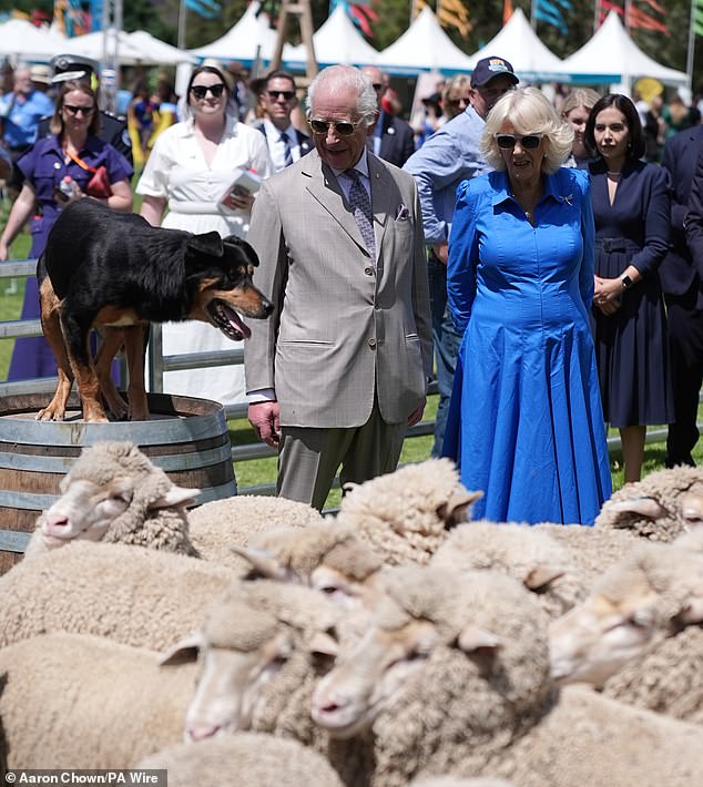 The King and Queen were treated to a sheep dog display