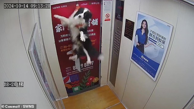 The frightened dog's lead and harness were caught. Seconds later, the lift began moving, leaving the pup dangling and waving its limbs in fear