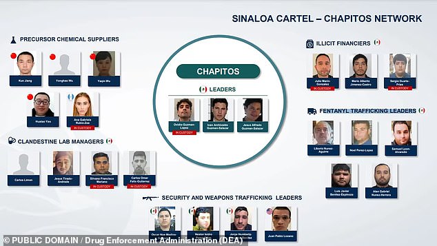 This chart shows the organisational structure  of the Sinaloa Cartel with El Chapo's sons, dubbed the 'Chapitos' at the centre