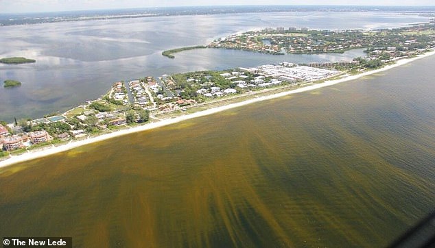 A hurricane can move harmful algae blooms closer to shore, sometimes pushing them hundreds of miles up the coast