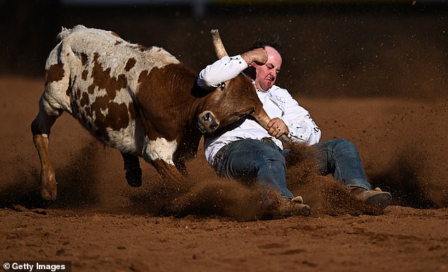 The animal rights group wants rodeo organisers to switch to using mechanical bulls - and even remote control cars - instead of animals (pictured, action from this year's rodeo)