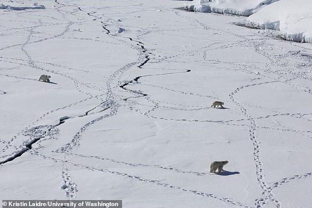 Pictured, three adult polar bears travel across sea ice in eastern Greenland. The bears already have to contend with longer Arctic summers and an overall loss of sea ice, which is reducing access to prey and leaving them stranded