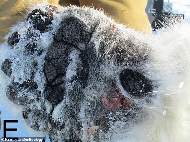 Pictured, example of ulcerative lesions on the foot of a polar bear. Note the miniscule bumps on their foot pads that help provide traction on slippery surfaces