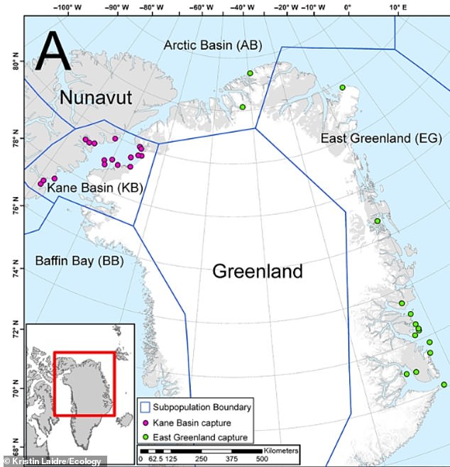 Between 2012 and 2022, Professor Laidre and her co-author studied two populations of polar bears in East Greenland and the Kane Basin (located between Canada and Greenland)