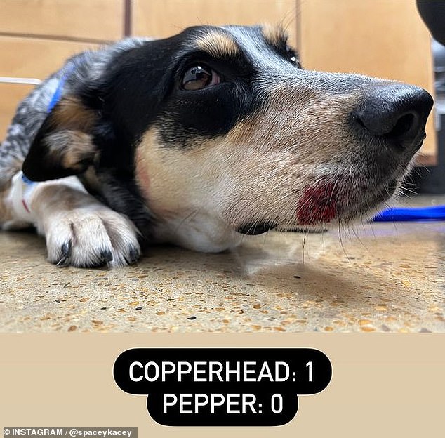 Musgraves begins with a photo of her beloved pooch looking under the weather with a graphic: 'Copperhead: 1 Pepper: 0,' but she would soon correct herself in another post to Timber Rattlesnake