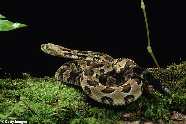 Timber Rattlesnakes can grow between three to five feet typically, and are considered one of North America's most dangerous snakes, due to its long fangs, impressive size, and high venom yield