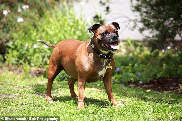 Stock photo of a Staffordshire Bull Terrier. Alfie, the Staffordshire bull terrier, sadly died as a result of his injuries